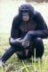 Profile picture for user bonobo_instinct