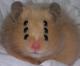 Profile picture for user Herman_Hamster