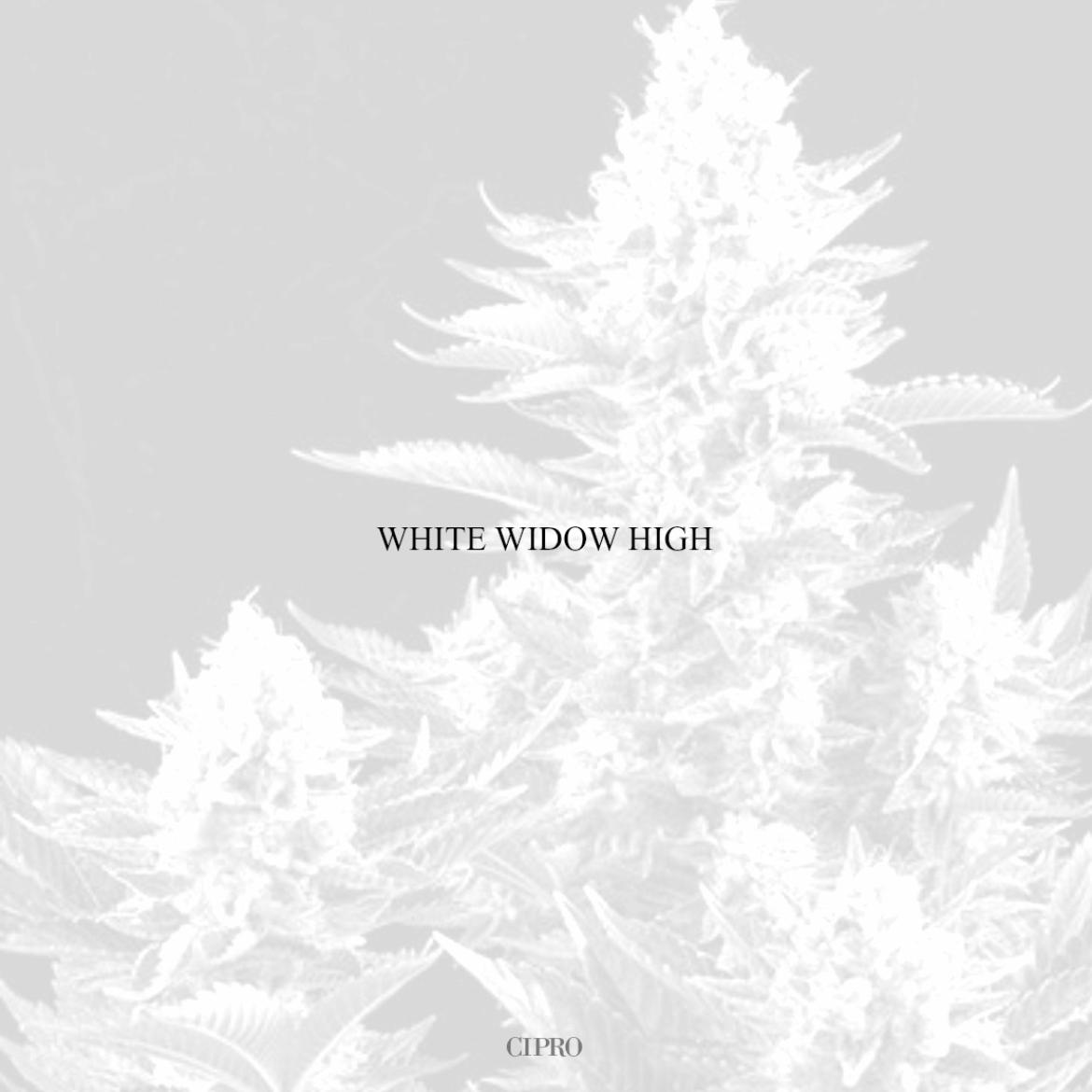 WHITE WIDOW HIGH by CIPRO